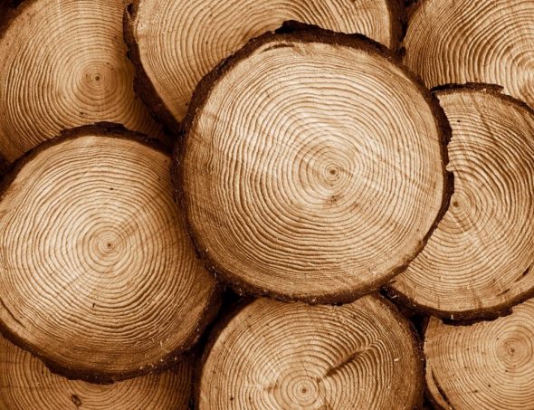 تخفيضات شجرة