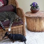 منضدة من جدعة