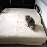 سرير أريكة مع آلية الأكورديون صورة متعددة الألوان