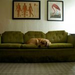 أريكة خضراء في غرفة المعيشة