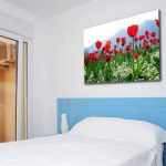 صورة حقل أزهار الخشخاش