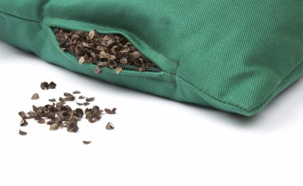 حشو قشر الحنطة السوداء