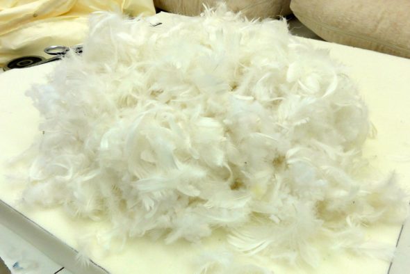 حشو أسفل والريش