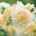 الورود البيج الوردي