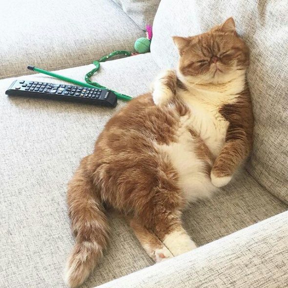 كيفية إزالة رائحة البول القط من الأريكة