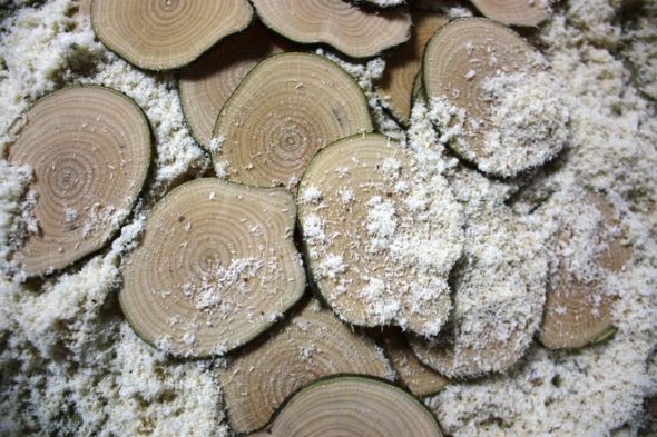 قطع المنشار