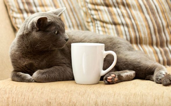 إزالة القط البول