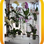 نافذة تقف للزهور