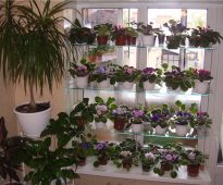 أرفف زجاجية قياسية