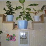 زهرة على الرفوف