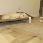 السرير الحيوانات الأليفة