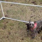 القفص للكلاب من المواد الخردة