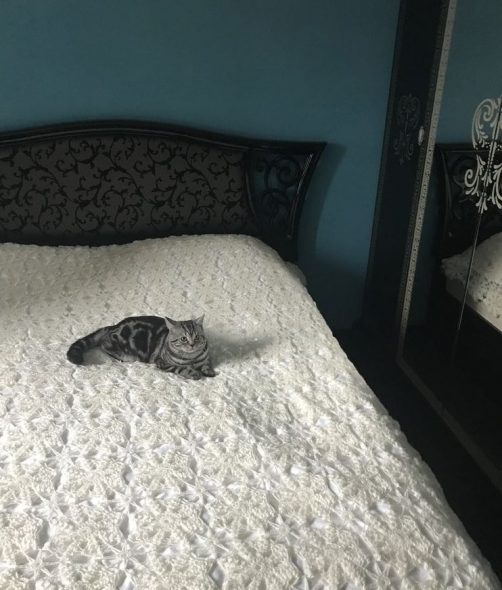 تغطية ستار معجزة