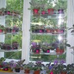 الزهور على النافذة على الرفوف العلوية