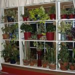 الزهور على النافذة في رفوف مرتجلة