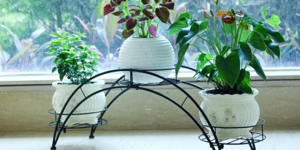 يقف المطاوع الأكثر دواما