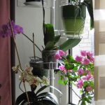 الوقوف للزهور البيضاء