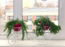 الوقوف لمدة ثلاثة أواني الزهور