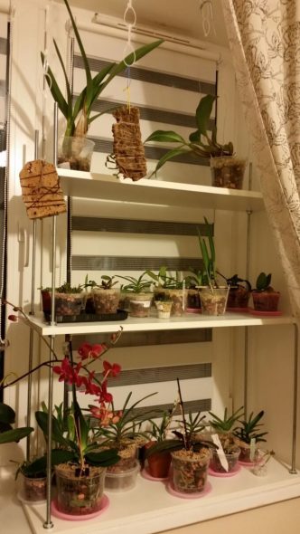 رف الدعم من LDSP