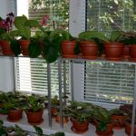 الوقايات لترتيب الزهور منخفضة