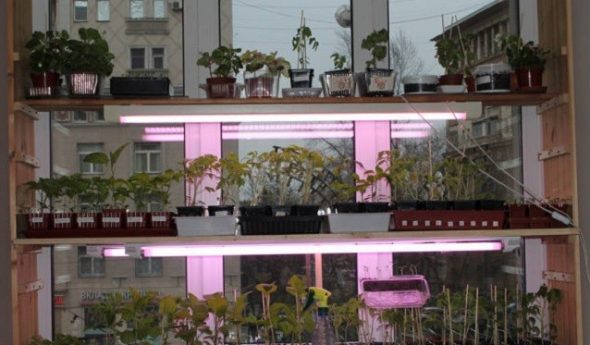 رفوف للنباتات والشتلات