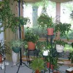 حديقة الشتاء في الشقة