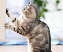 القط خدش الأثاث