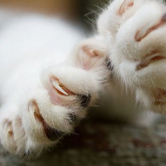 مخالب القط تقشر وتسقط نفسها