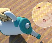 البق الطفيليات