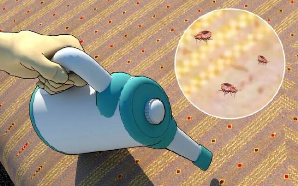 البق الطفيليات