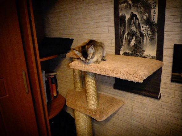 Kogtetochka مع الرفوف