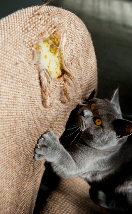 القطط المختلفة تفضل الأسطح المختلفة.