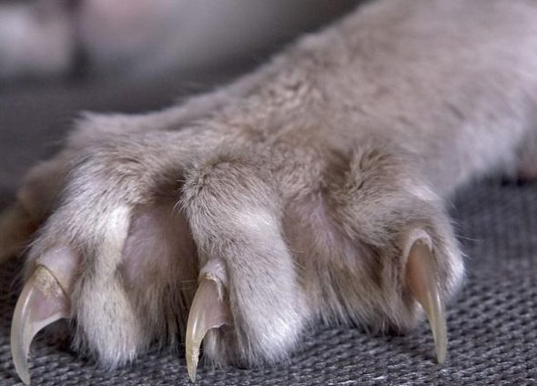 تقشير القطط مفيد