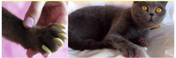 تركيبات مضادة للخدش