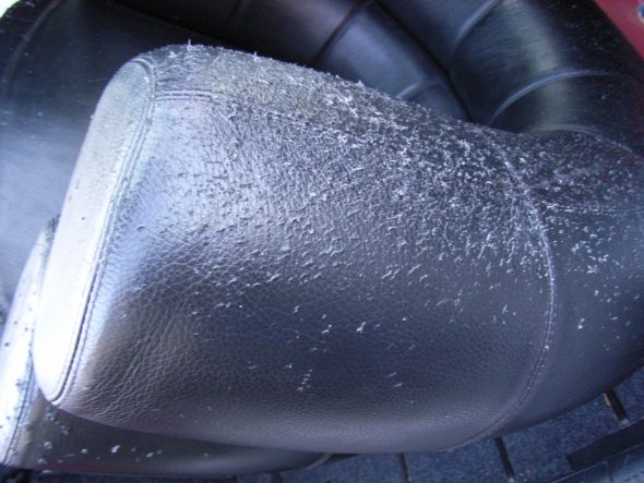 علامات الخدش من القطط