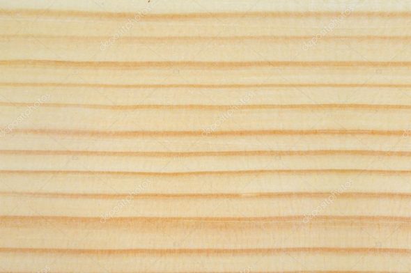 الصنوبر الصلب