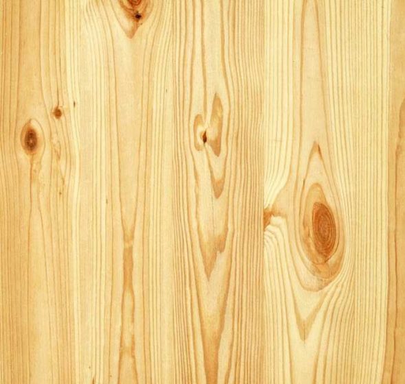 الصنوبر الصلب