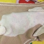 الأرنب لطفلك