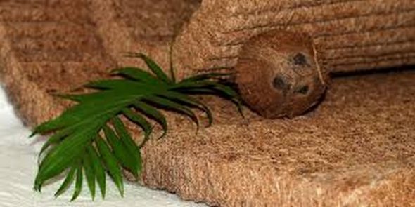 جوز الهند جوز الهند